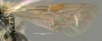 Media type: image;   Entomology 609528 Aspect: front wing